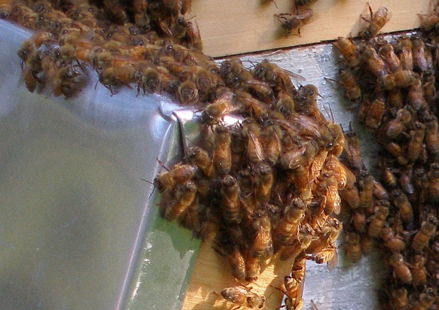 Massive collection of bees