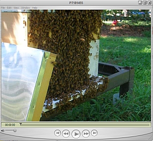 Movie of beels on hive