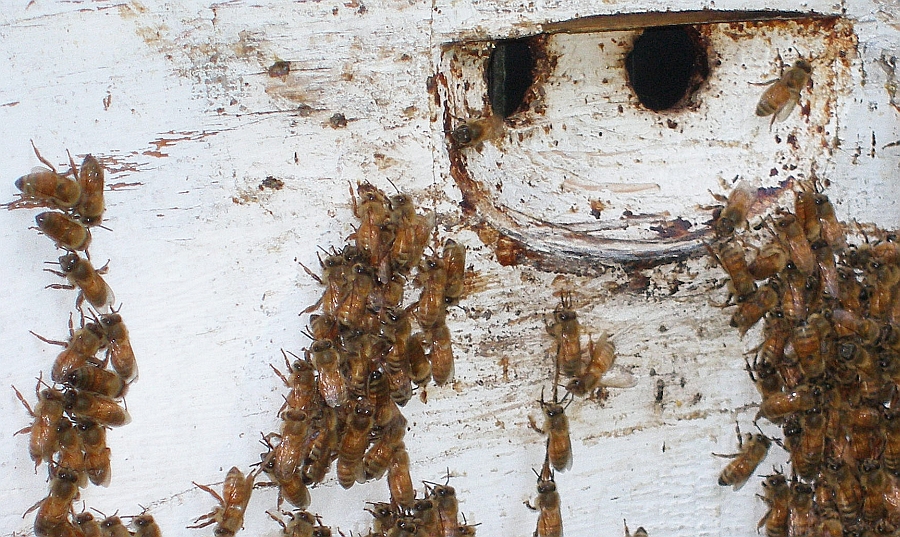 Close up of upper hive body.