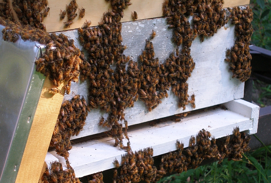 Saturday morning bees form bridges