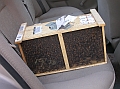 Bees safely on back seat of car