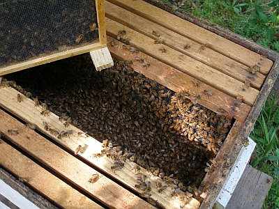 Dumping bees into hive