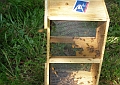 Getting the last bees to go in hive