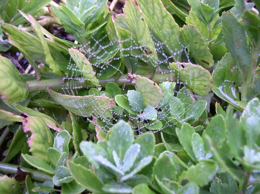 Wet webs