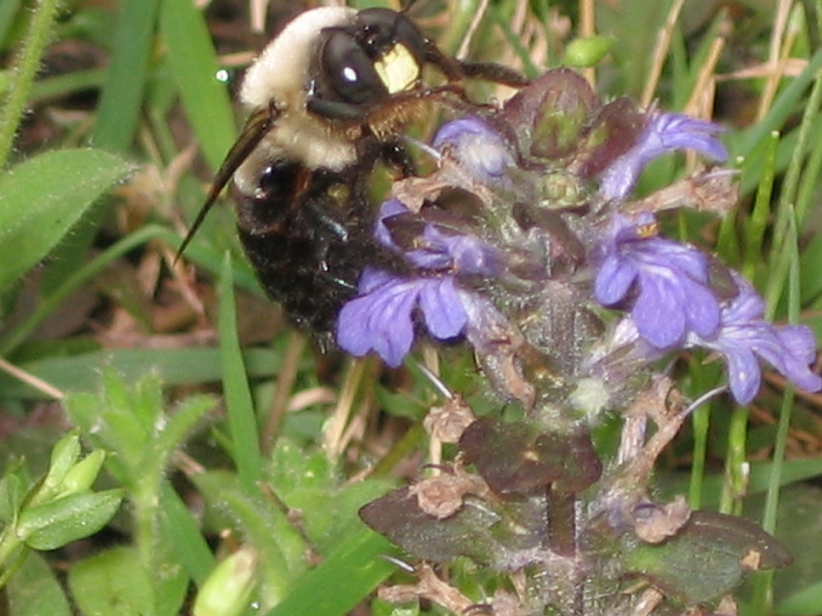White faced bee