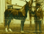 Harry Hurff and his horse ca 1912